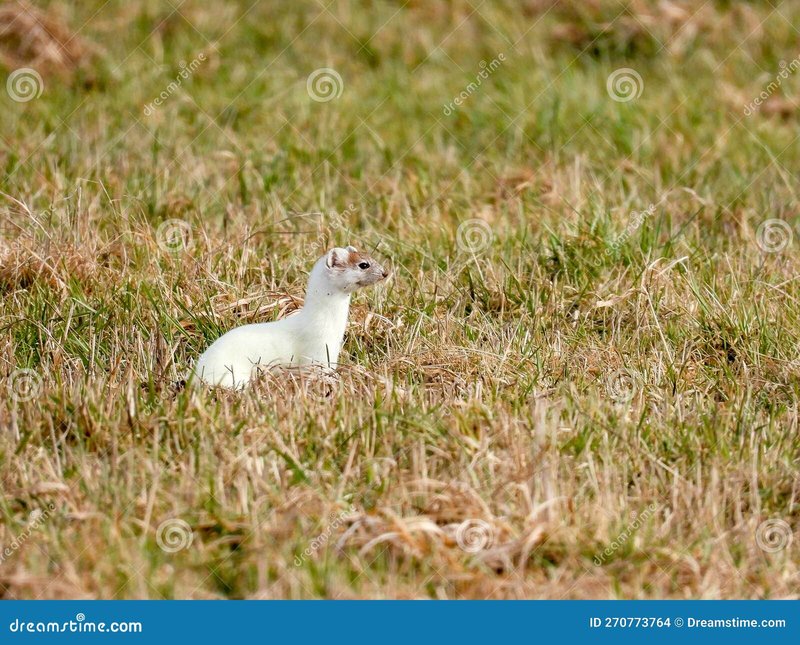 Common Myths And Misconceptions About The Ermine
