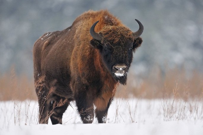 Common Myths And Misconceptions About The European Bison