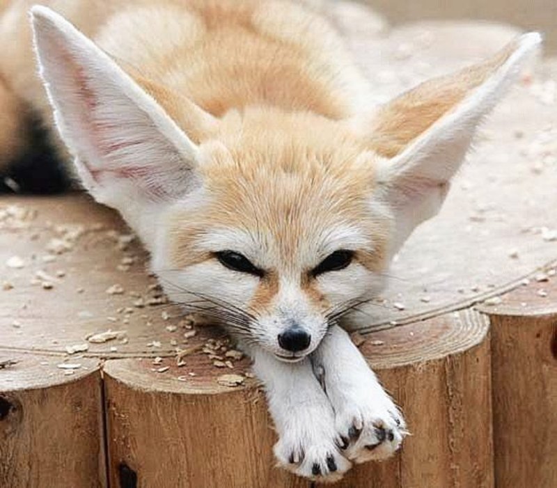 Common Myths And Misconceptions About The Fennec Fox