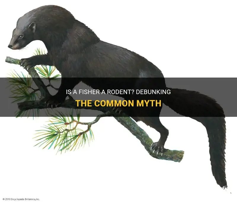 Common Myths And Misconceptions About The Fisher