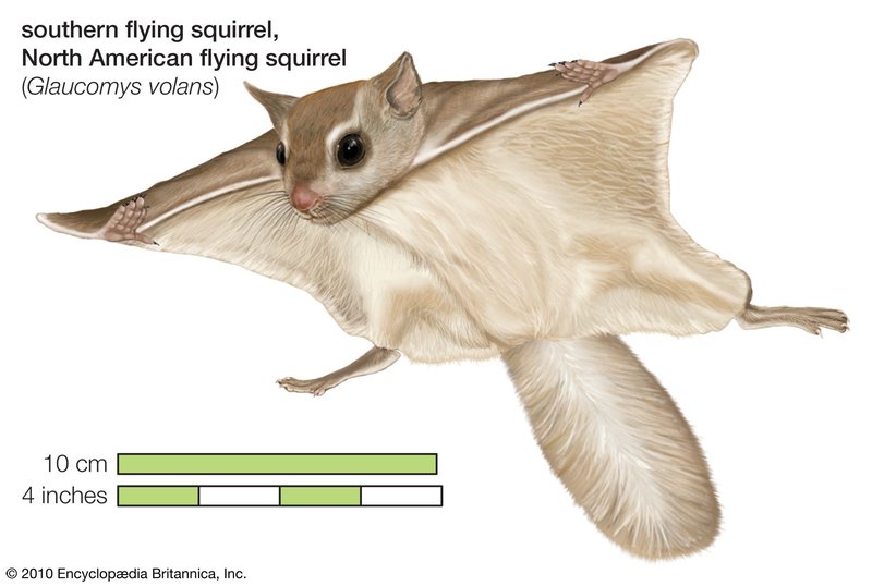 Common Myths And Misconceptions About The Flying Squirrel
