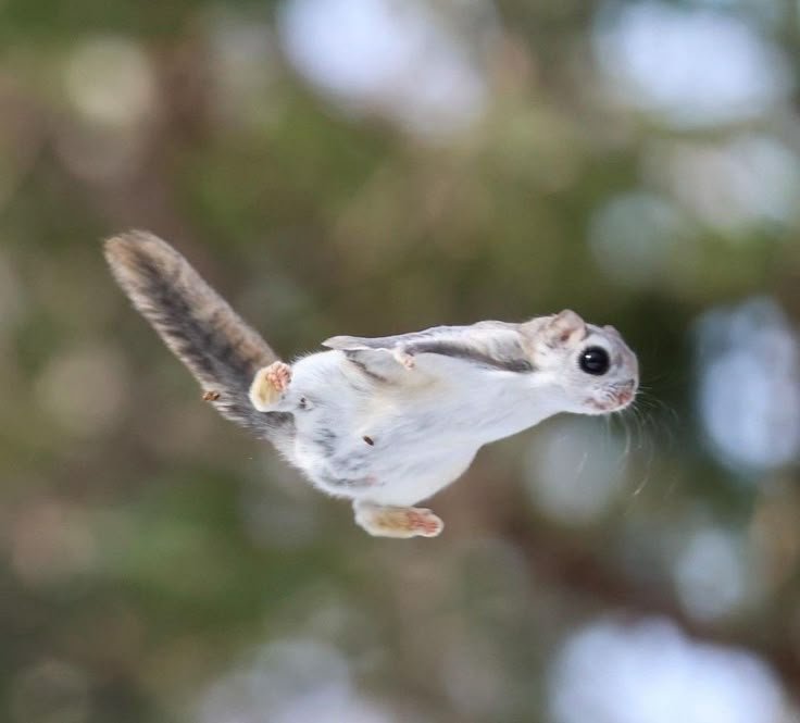 Common Myths And Misconceptions About The Flying Squirrel
