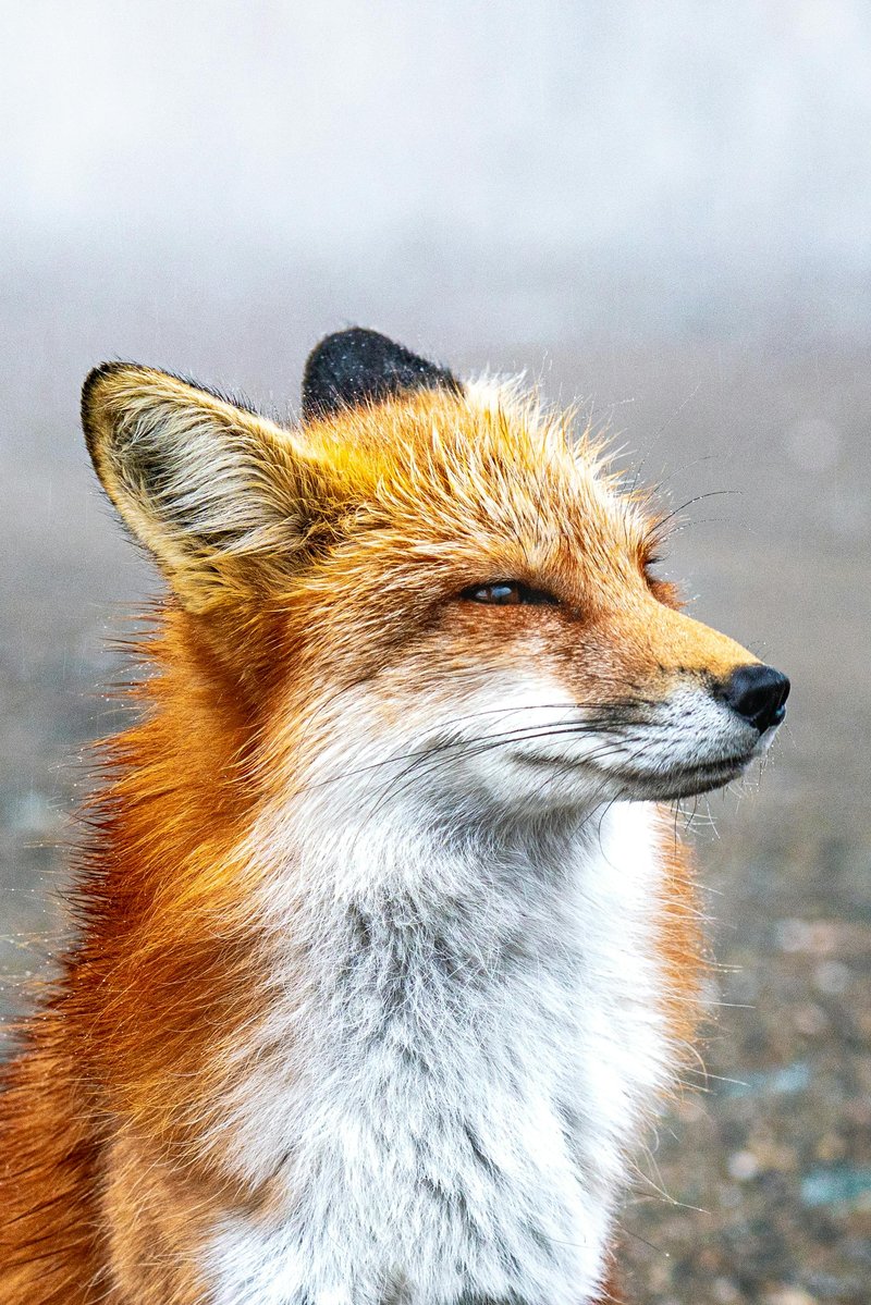 Common Myths And Misconceptions About The Fox