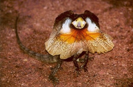 Common Myths And Misconceptions About The Frilled Lizard