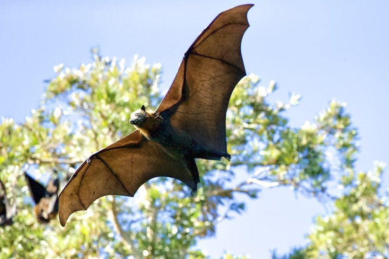 Common Myths And Misconceptions About The Fruit Bat