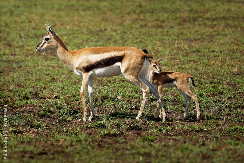 Common Myths And Misconceptions About The Gazelle