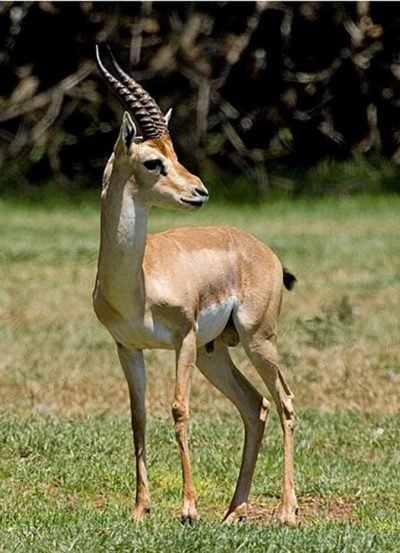 Common Myths And Misconceptions About The Gazelle
