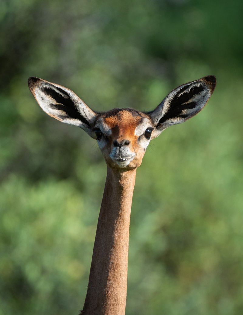 Common Myths And Misconceptions About The Gerenuk