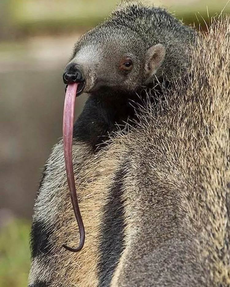 Common Myths And Misconceptions About The Giant Anteater