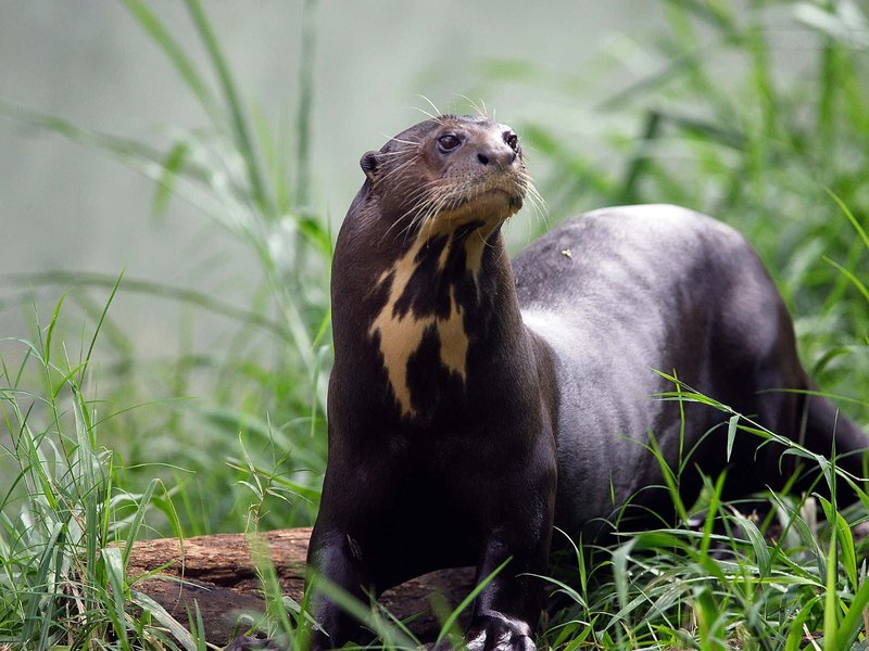 Common Myths And Misconceptions About The Giant Otter