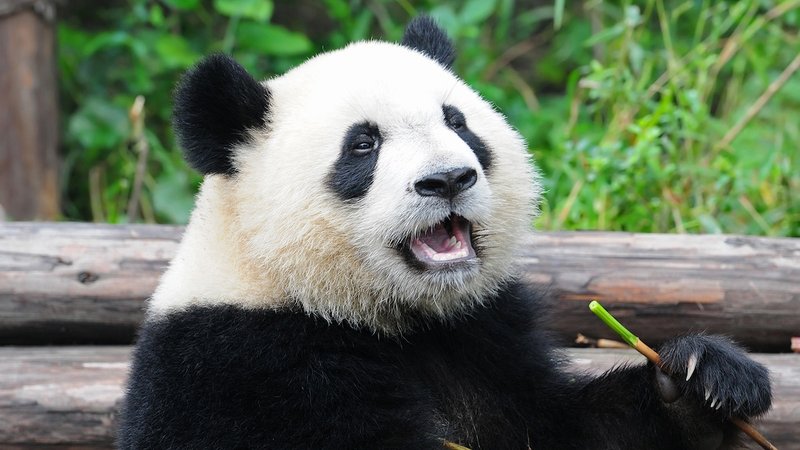 Common Myths And Misconceptions About The Giant Panda