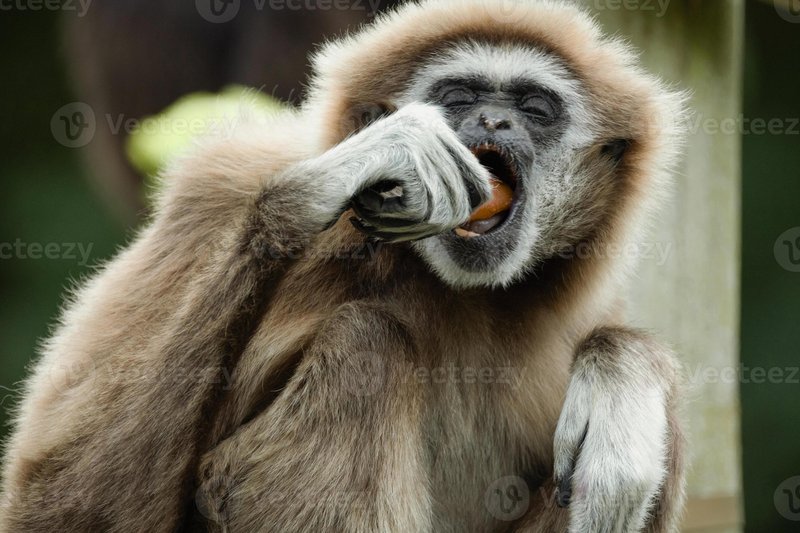 Common Myths And Misconceptions About The Gibbon