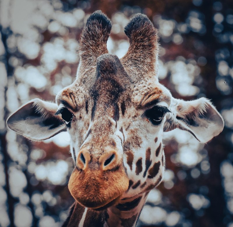 Common Myths And Misconceptions About The Giraffe