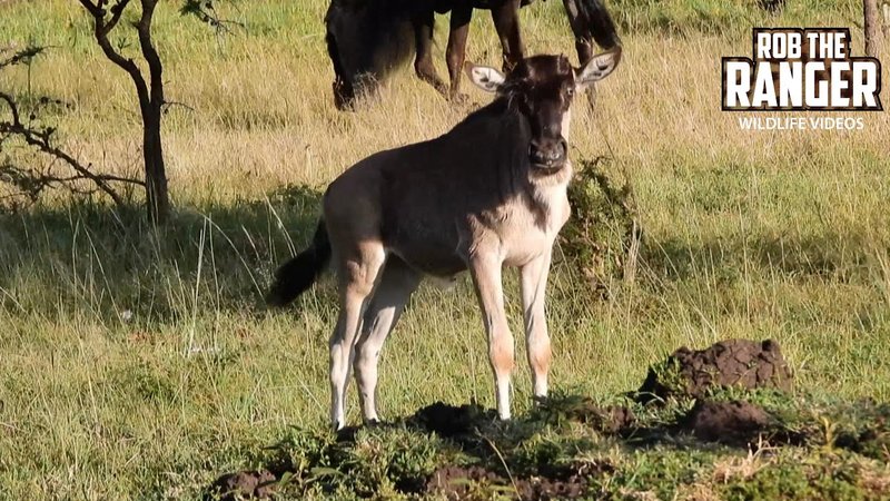 Common Myths And Misconceptions About The Gnu