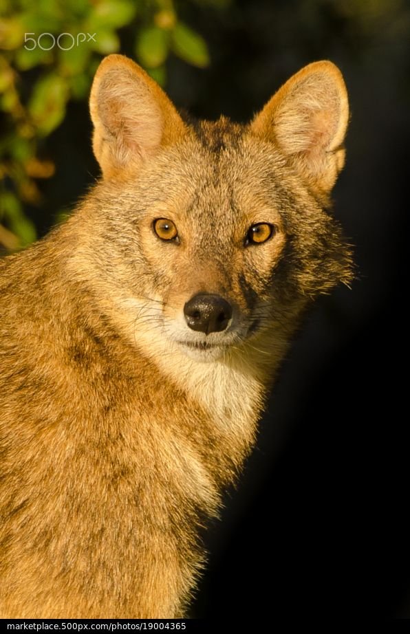 Common Myths And Misconceptions About The Golden Jackal