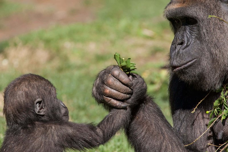 Common Myths And Misconceptions About The Gorilla