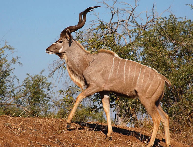 Common Myths And Misconceptions About The Greater Kudu