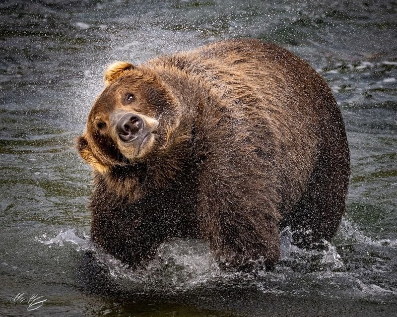 Common Myths And Misconceptions About The Grizzly Bear