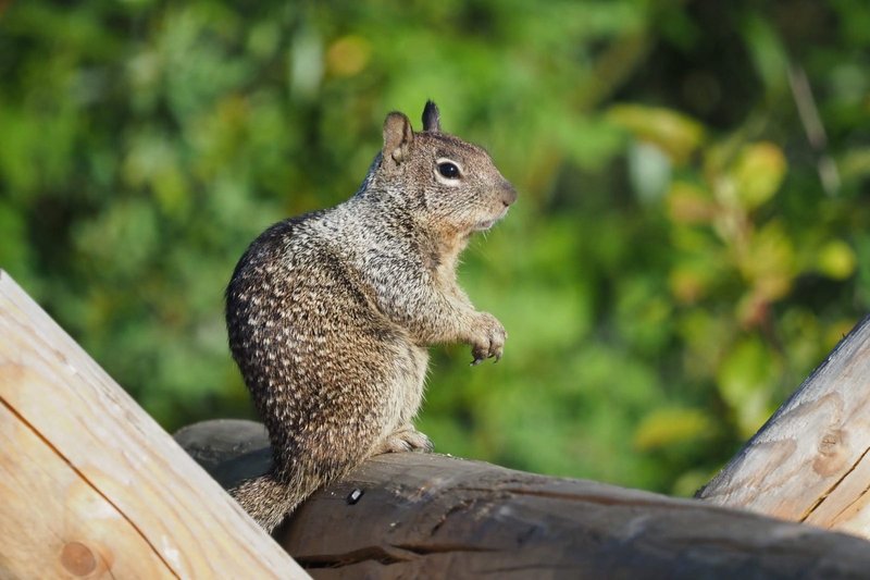 Common Myths And Misconceptions About The Ground Squirrel