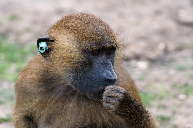 Common Myths And Misconceptions About The Guinea Baboon