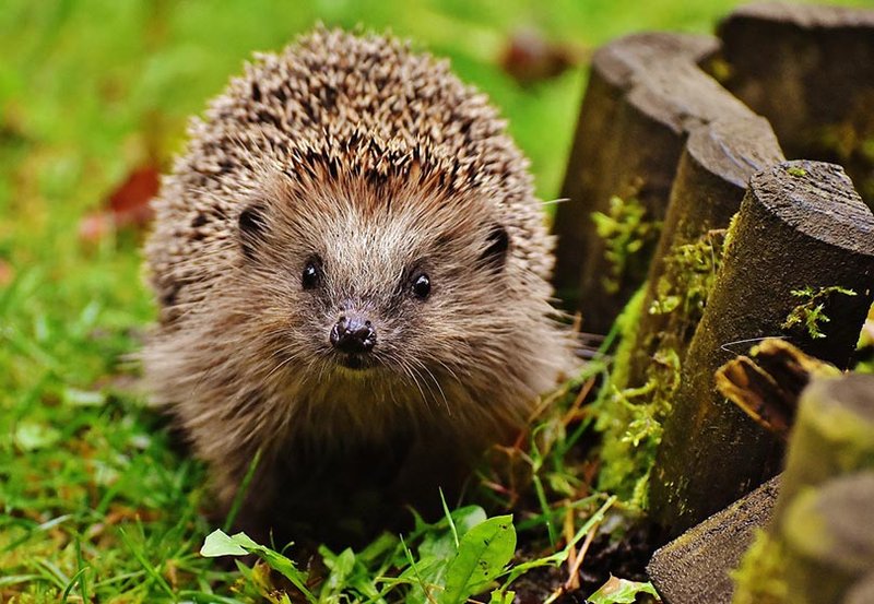 Common Myths And Misconceptions About The Hedgehog