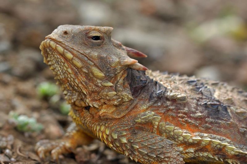 Common Myths And Misconceptions About The Horned Lizard