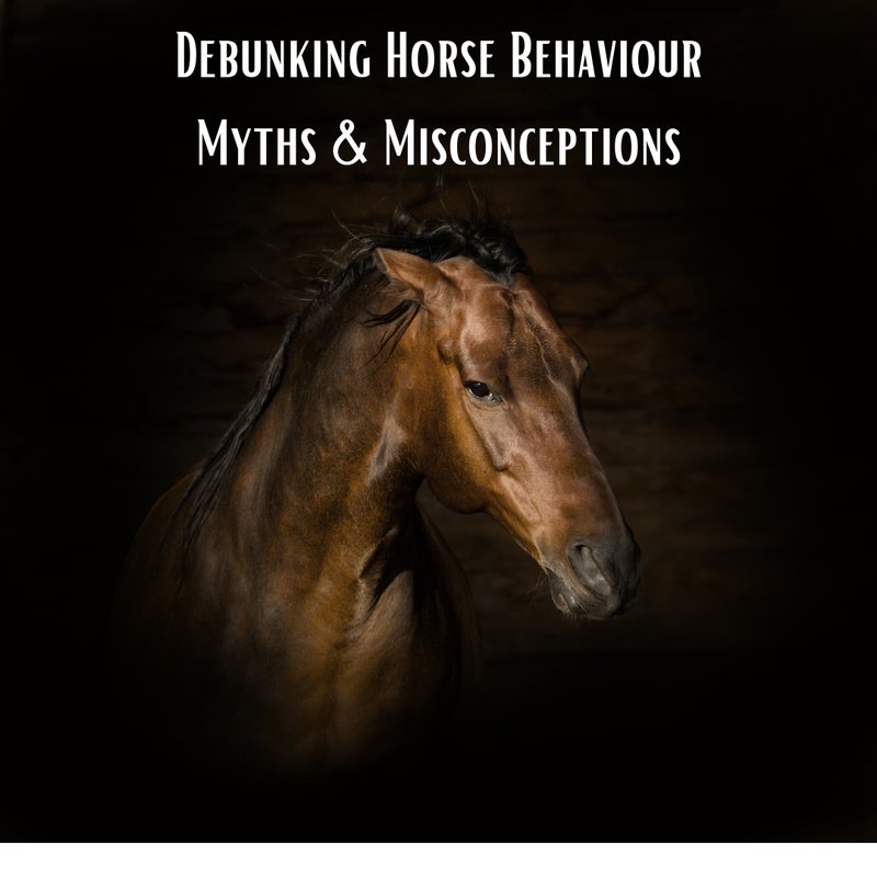 Common Myths And Misconceptions About The Horse