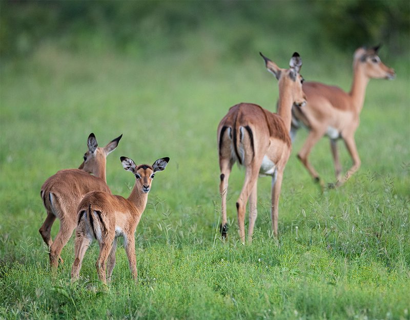 Common Myths And Misconceptions About The Impala