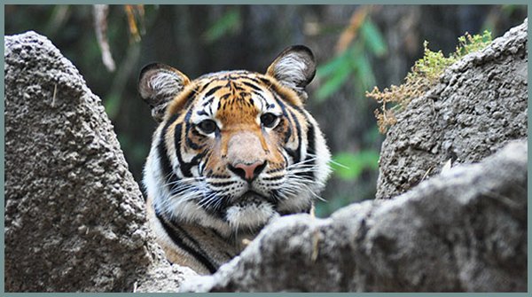 Common Myths And Misconceptions About The Indochinese Tiger