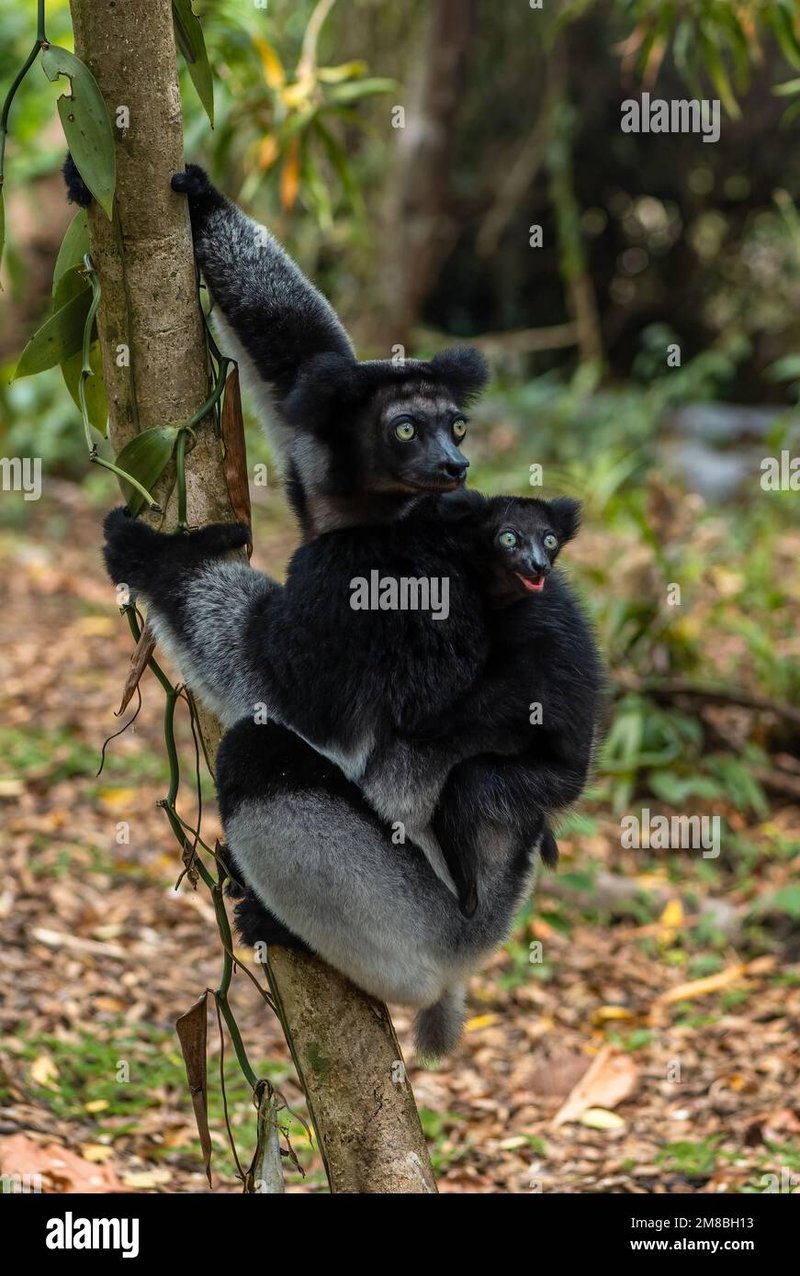 Common Myths And Misconceptions About The Indri