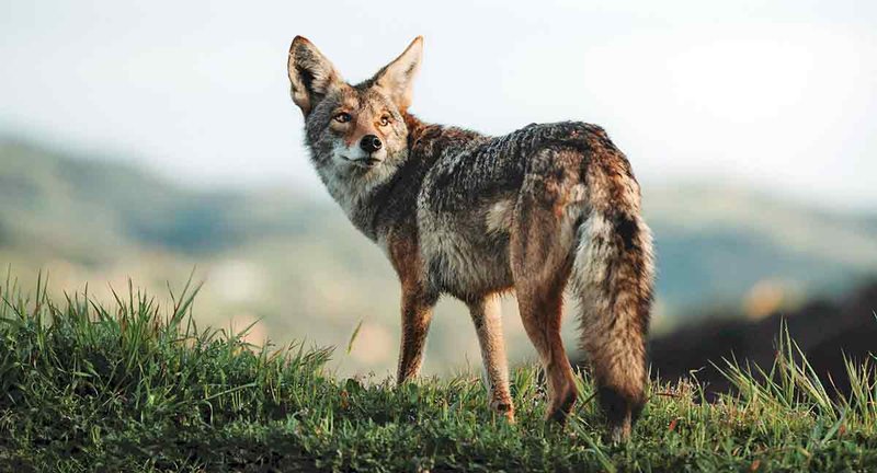 Common Myths And Misconceptions About The Jackal