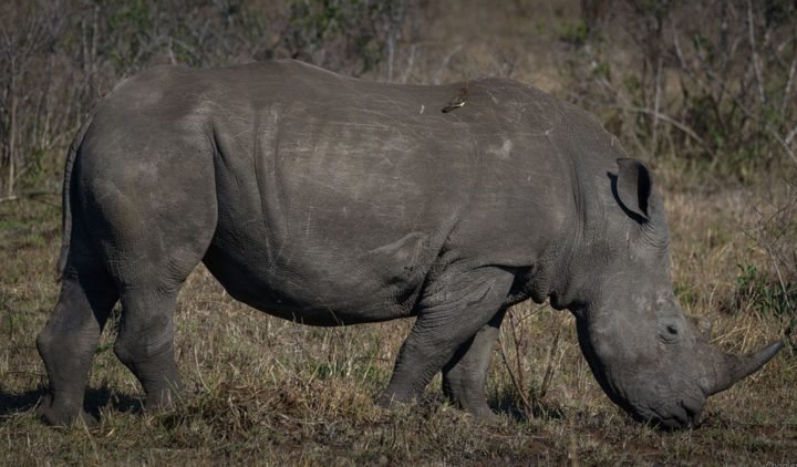 Common Myths And Misconceptions About The Javan Rhinoceros