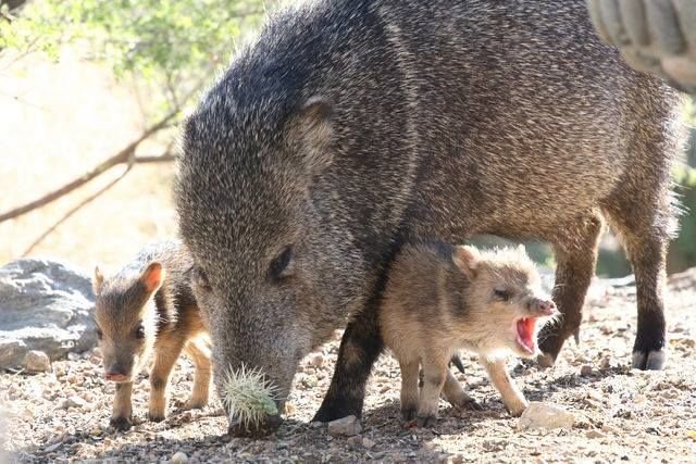 Common Myths And Misconceptions About The Javelina