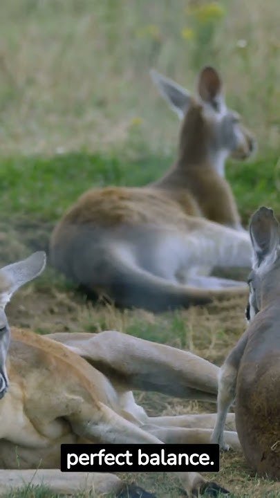Common Myths And Misconceptions About The Kangaroo