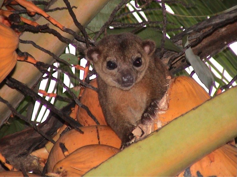Common Myths And Misconceptions About The Kinkajou