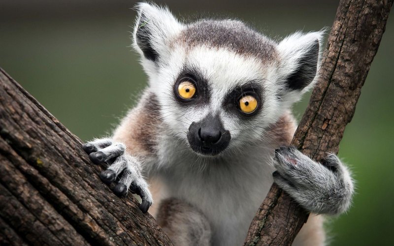 Common Myths And Misconceptions About The Lemur