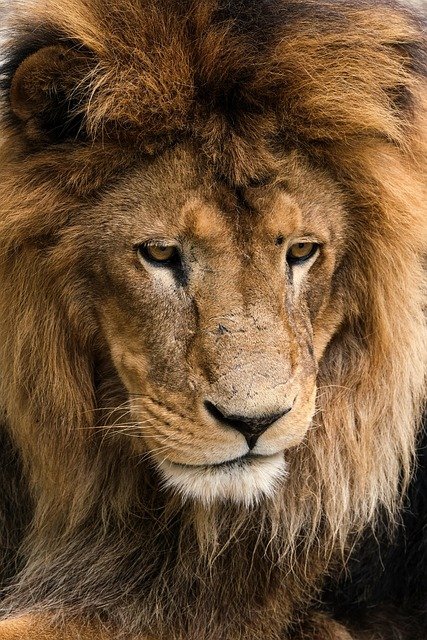 Common Myths And Misconceptions About The Lion