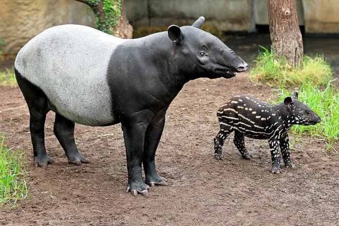 Common Myths And Misconceptions About The Malayan Tapir