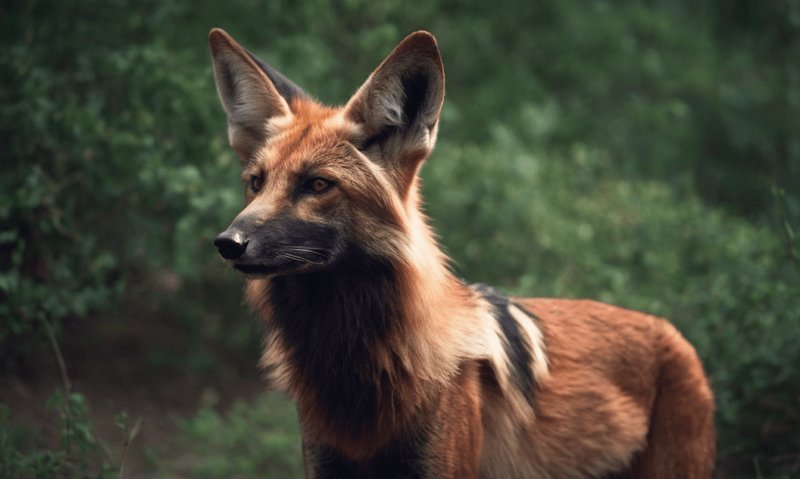 Common Myths And Misconceptions About The Maned Wolf