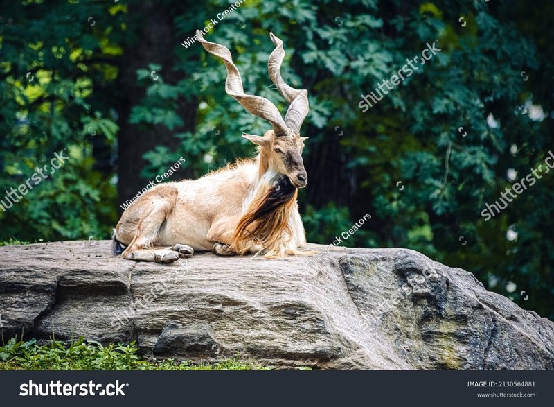 Common Myths And Misconceptions About The Markhor