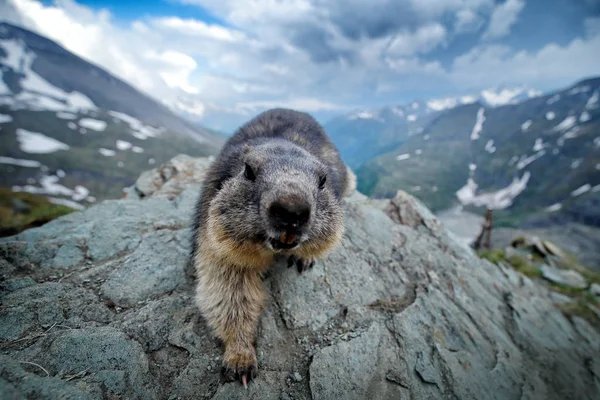 Common Myths And Misconceptions About The Marmot