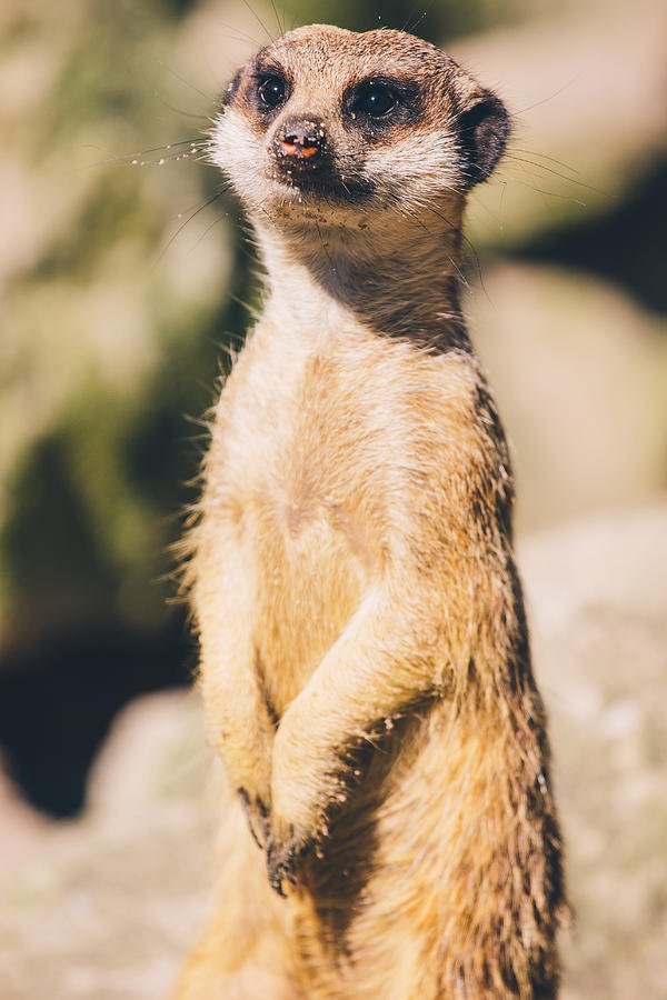 Common Myths And Misconceptions About The Meerkat