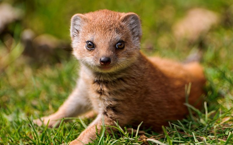 Common Myths And Misconceptions About The Mongoose