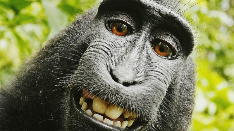 Common Myths And Misconceptions About The Monkey