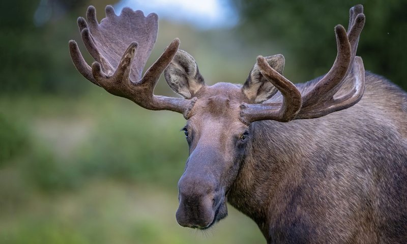 Common Myths And Misconceptions About The Moose