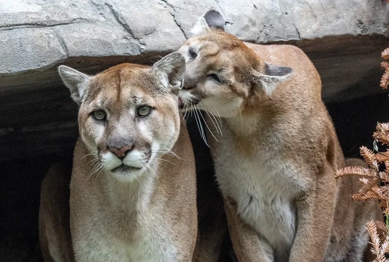Common Myths And Misconceptions About The Mountain Lion