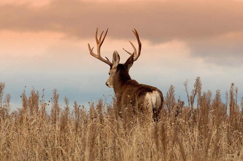 Common Myths And Misconceptions About The Mule Deer