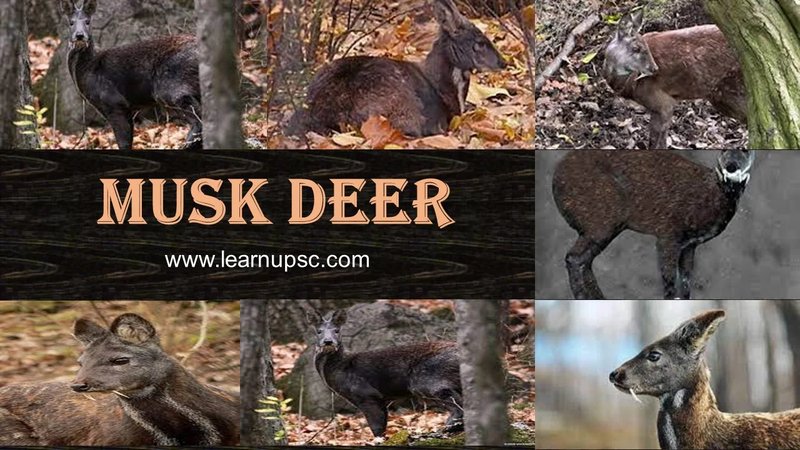 Common Myths And Misconceptions About The Musk Deer