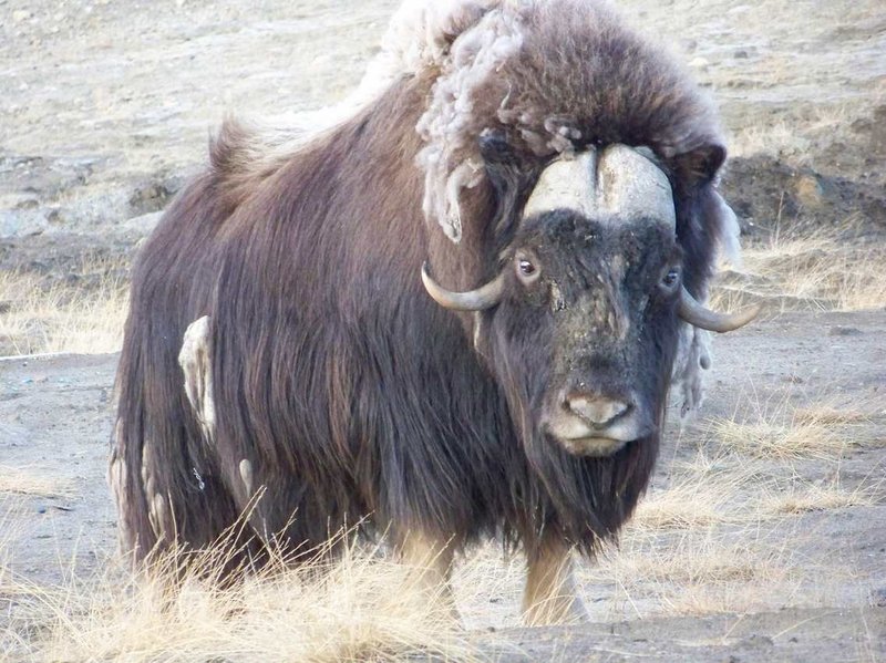 Common Myths And Misconceptions About The Muskox
