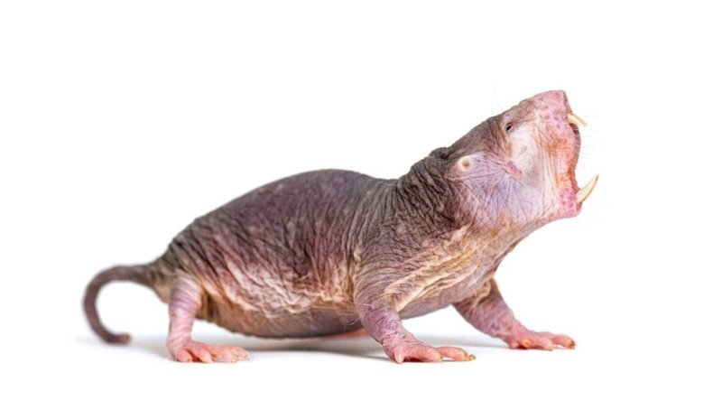 Common Myths And Misconceptions About The Naked Mole Rat